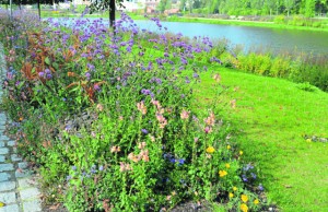 Die Sommerflorbeete müssen voraussichtlich alle weichen